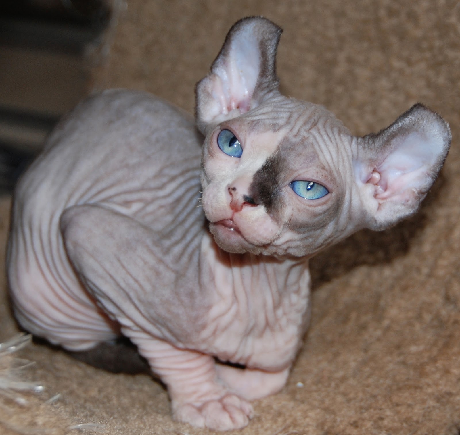 Sphynx Cat Kitten Care Sphynx Cat Kitten Care