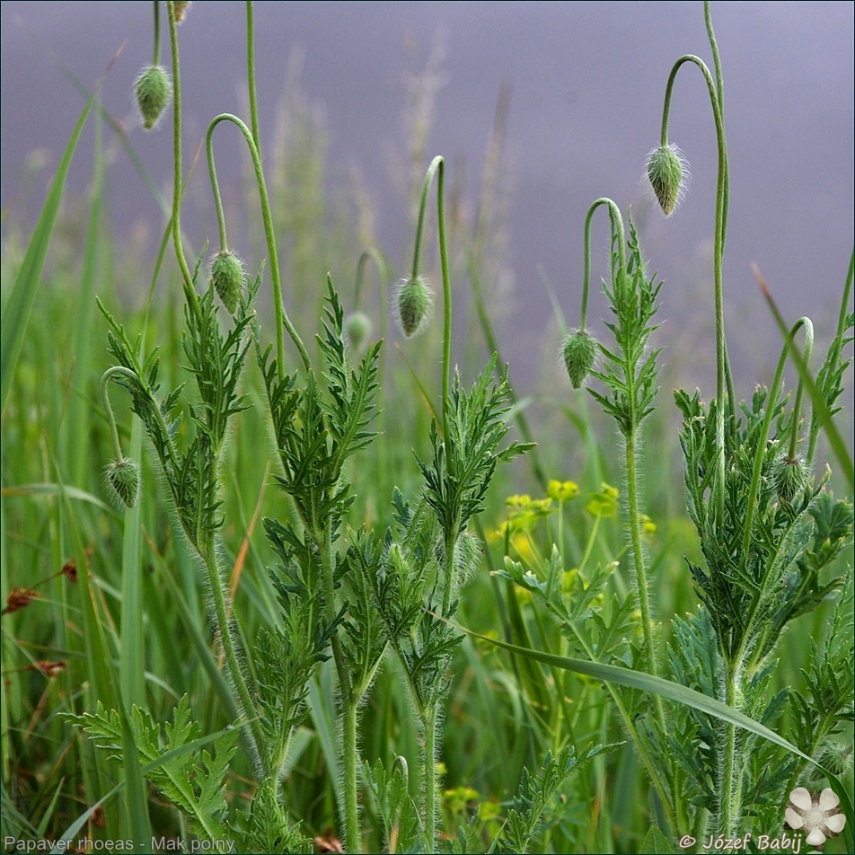 Papaver rhoeas - Mak polny