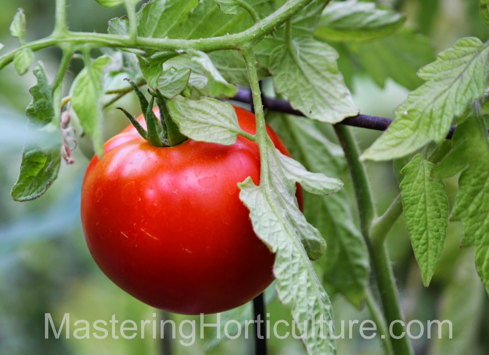 Mastering Horticulture August 2014