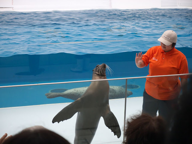 加茂水族館 アシカショー アンジュ(メス)