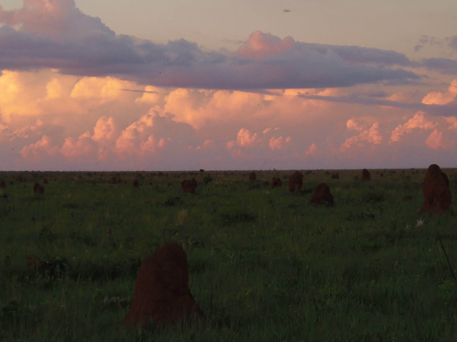 Cerrado