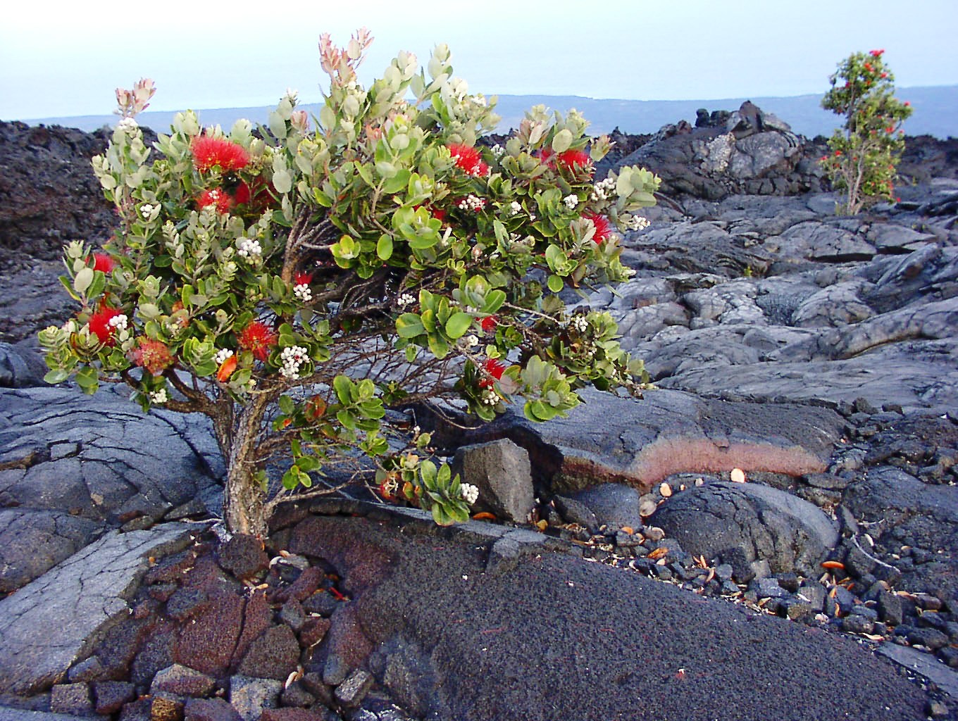 ohialehuatree_pahoehoe.jpg
