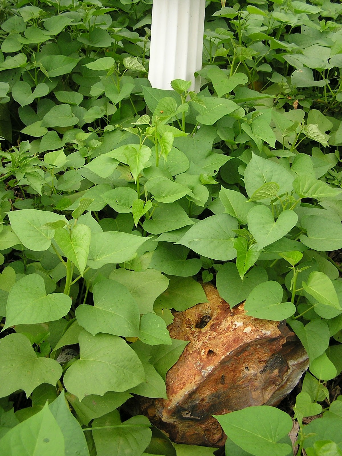 John Starnes' Urban Farm Sweet Potato Propagation