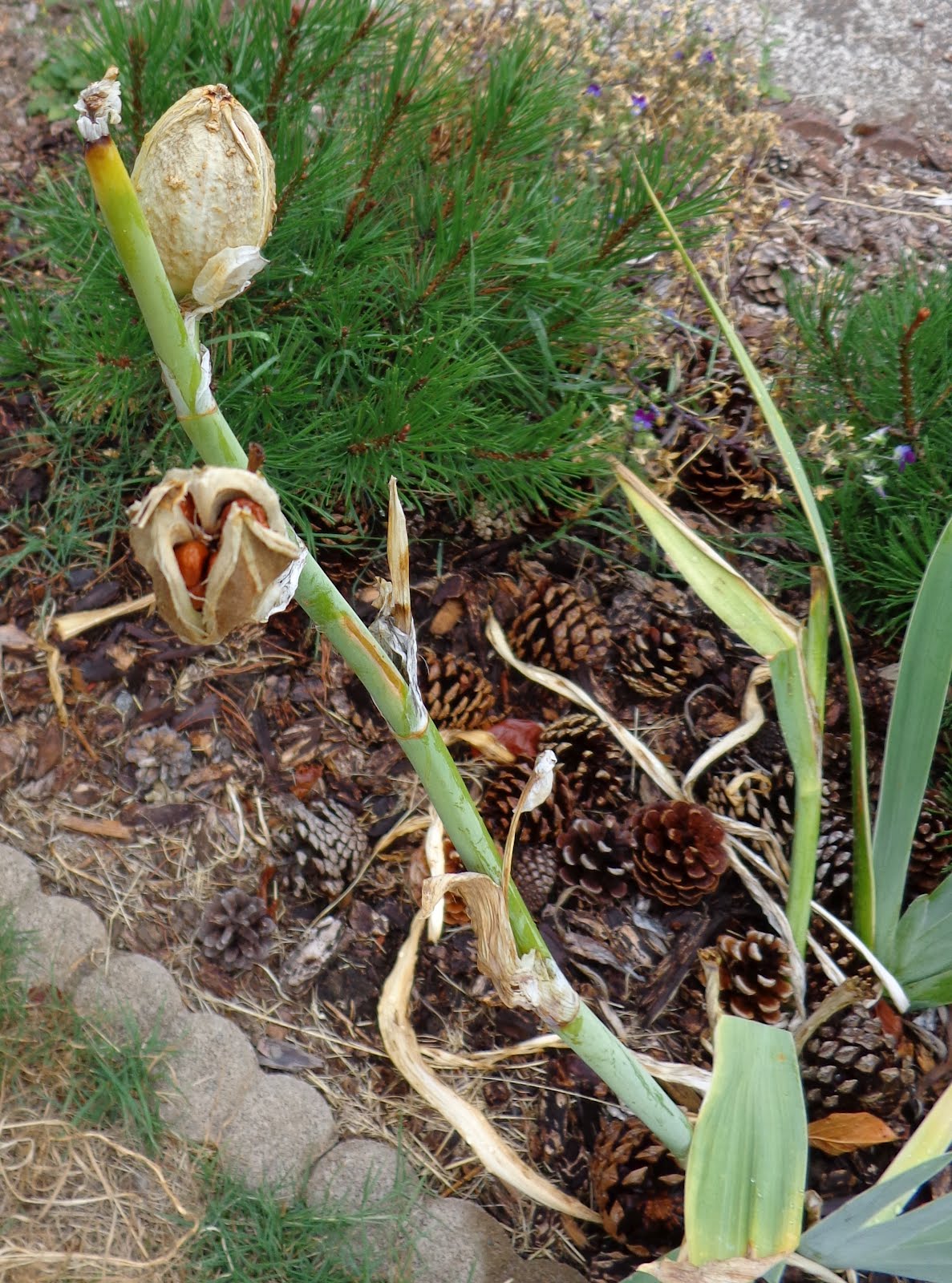 Growing Greener in the Pacific Northwest Iris Seeds / New Hybrids