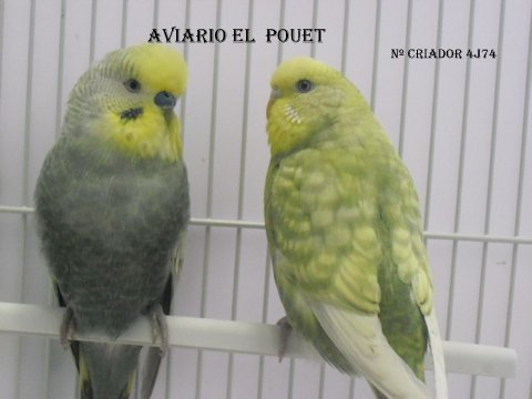 Aviario el Pouet