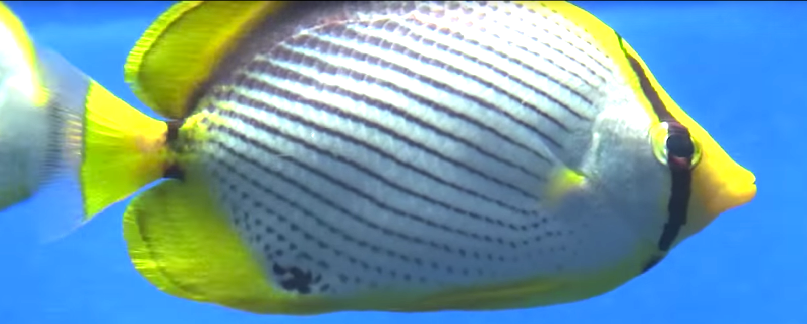 Aquarium Movies Japan Archive 生きている魚図鑑 アケボノチョウチョウウオ Blackback Butterflyfish Chaetodon Melannotus
