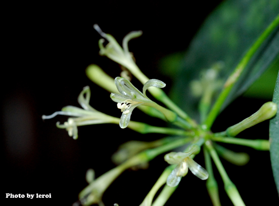  Dracaena surculosa Lindl. var. pustulata Hort; Family Asparagaceae