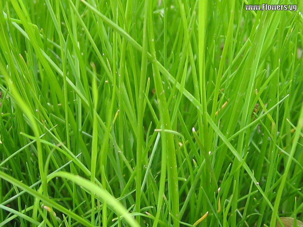 Images Grass