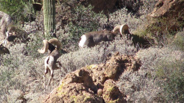 AZ+Desert+Sheep+Hunt+Photos+Big+Rams+Arizona+Desert+Bighorn+Sheep+Society+pics+with+Colburn+and+Scott+Outfitters+36.JPG