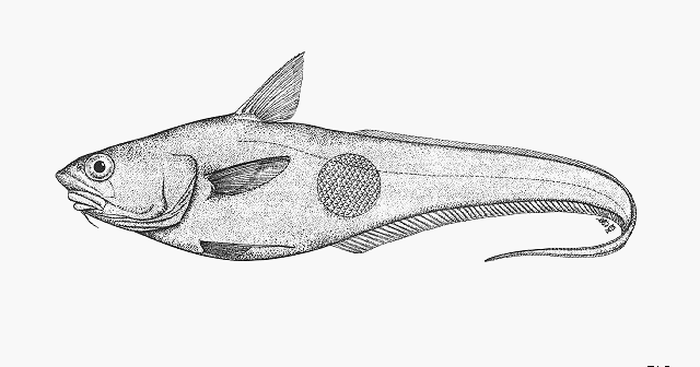 Abyssal Grenadier