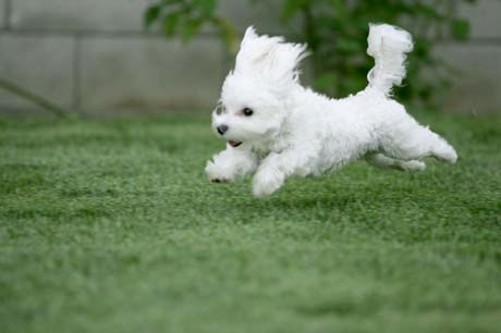 Pictures Puppies on Puppy Photos   Puppies Pictures   Dog Breeds
