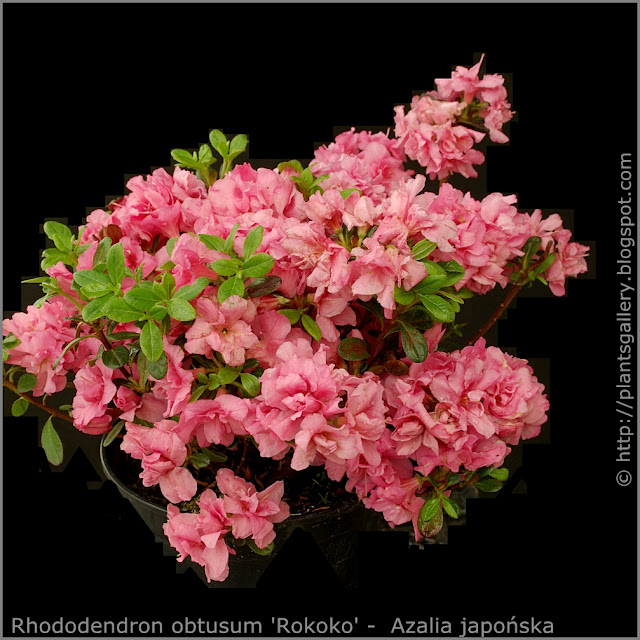 Rhododendron obtusum 'Rokoko'  -  Azalia japońska  'Rokoko' pokrój