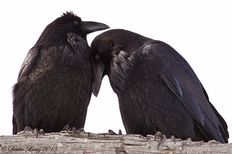White Wolf Stunning Photos Capture the Majestic Beauty of Ravens