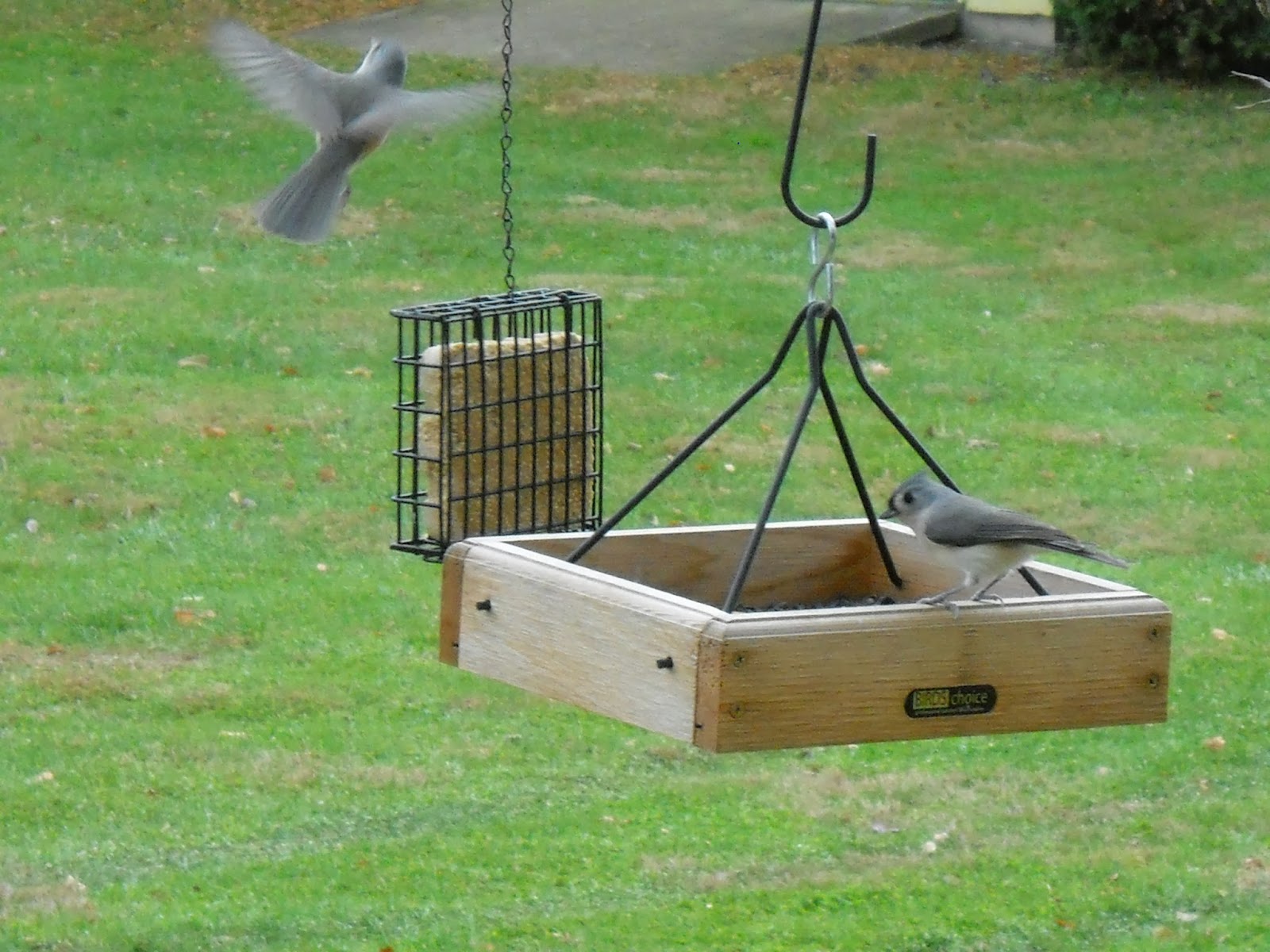 Using Suet Feeders for Backyard Birds mother2motherblog