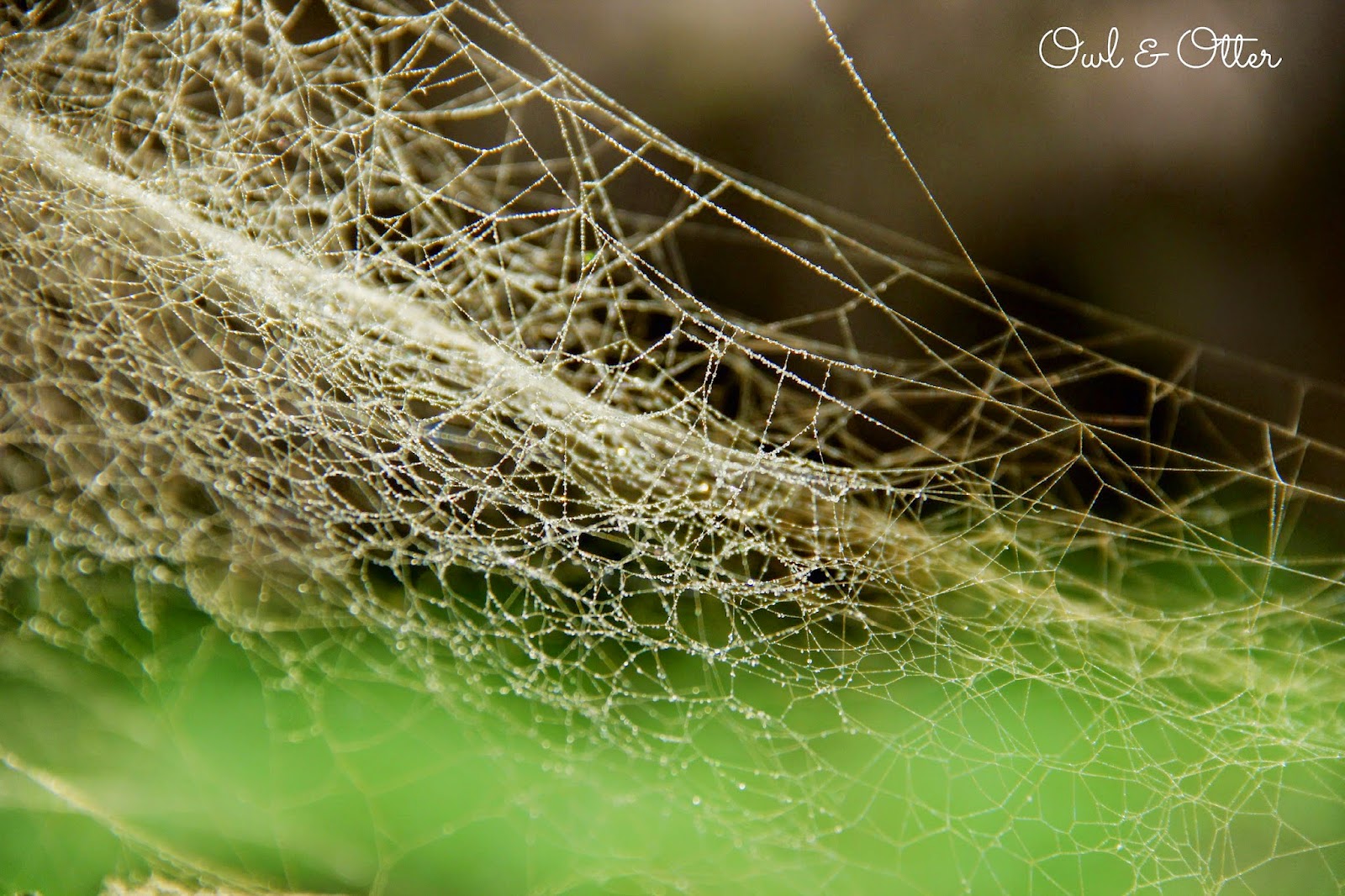 Spray Paint, Glitter, and Spider s