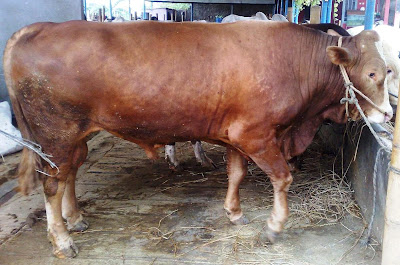 harga sapi qurban kambing kurban 2013 makan harga sapi qurban kambing kurban 2013 15 makan