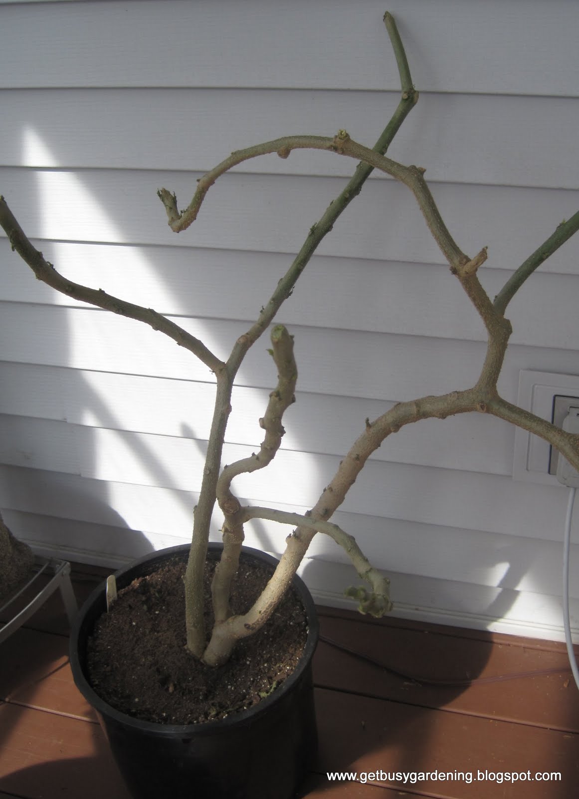 How To Bring A Plant Out Of Dormancy Get Busy Gardening