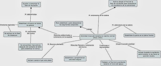 oscilacion termina facilitaci 243 n neuromuscular propioceptiva oscilacion termina facilitaci 243 n neuromuscular propioceptiva