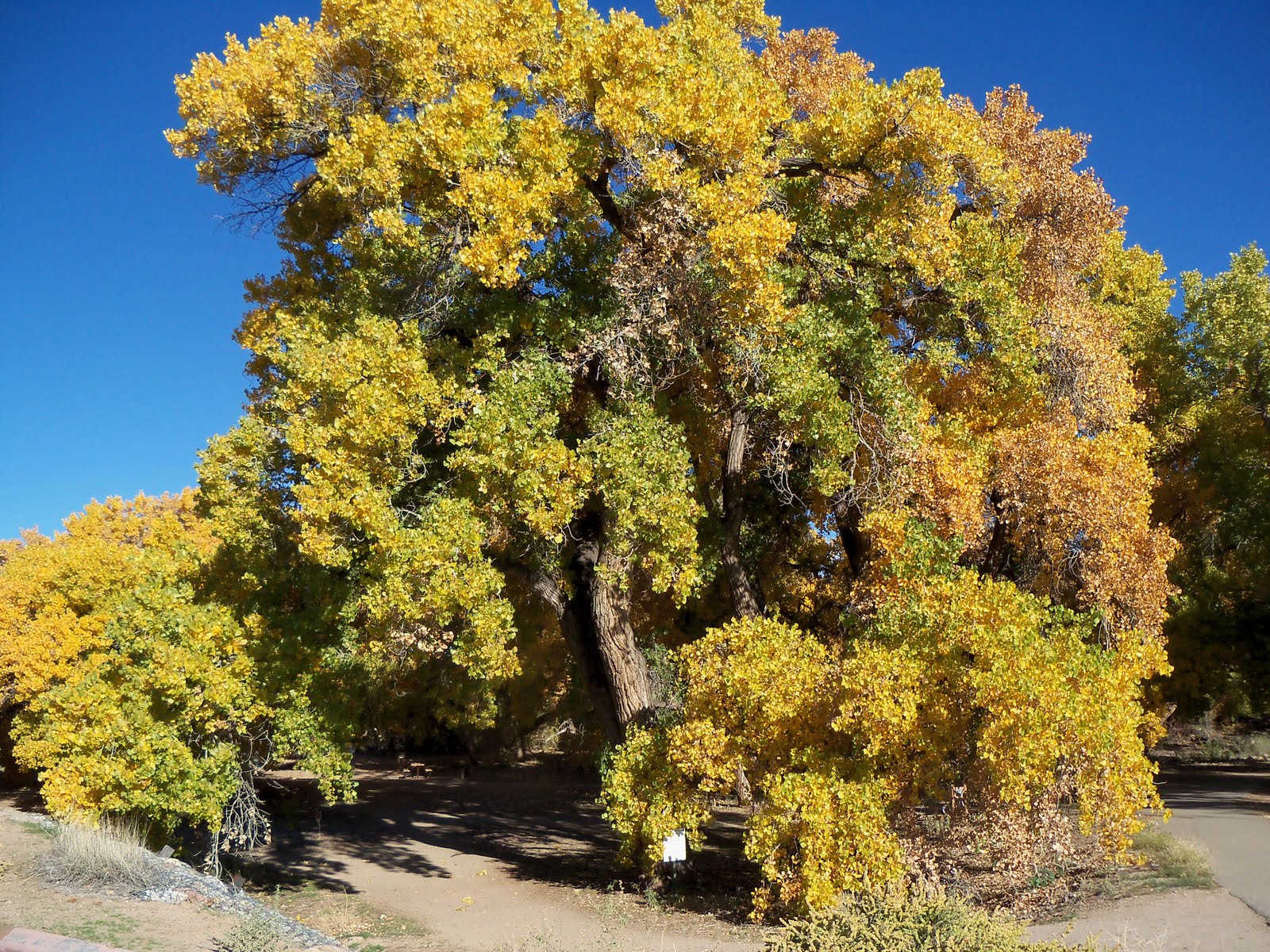 Tumbleweed Crossing Cottonwood Trees Along Rio Grande River
