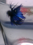 blue crowntail