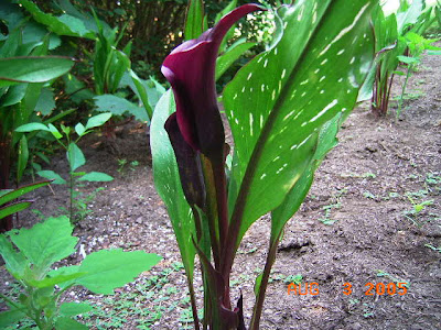 Calla Black Star