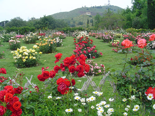 Jardines de rosas - Imagui