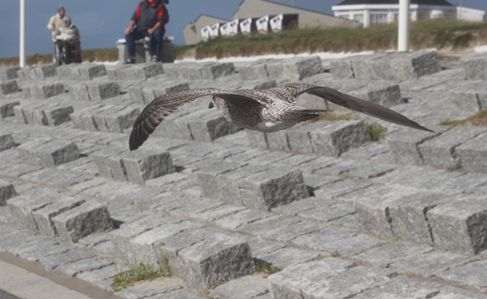 binedoro Blog, Norderney, Inselliebe, Möwe, Fotografie binedoro Blog, Norderney, Inselliebe, Möwe, Fotografie
