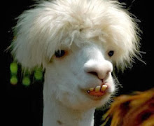 Llama.jpg