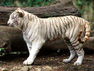 Tiger in Jungle pics
