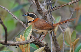 Collared Crescentchest