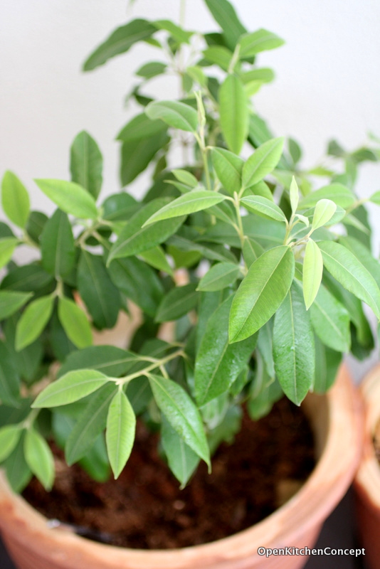 Open Kitchen Concept The Growing Lemon Myrtle