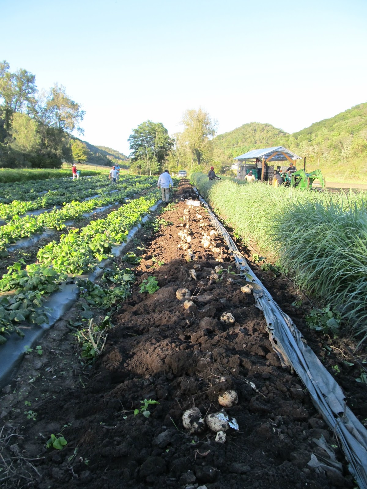 Harmony Valley Farm Vegetable Feature Jicama