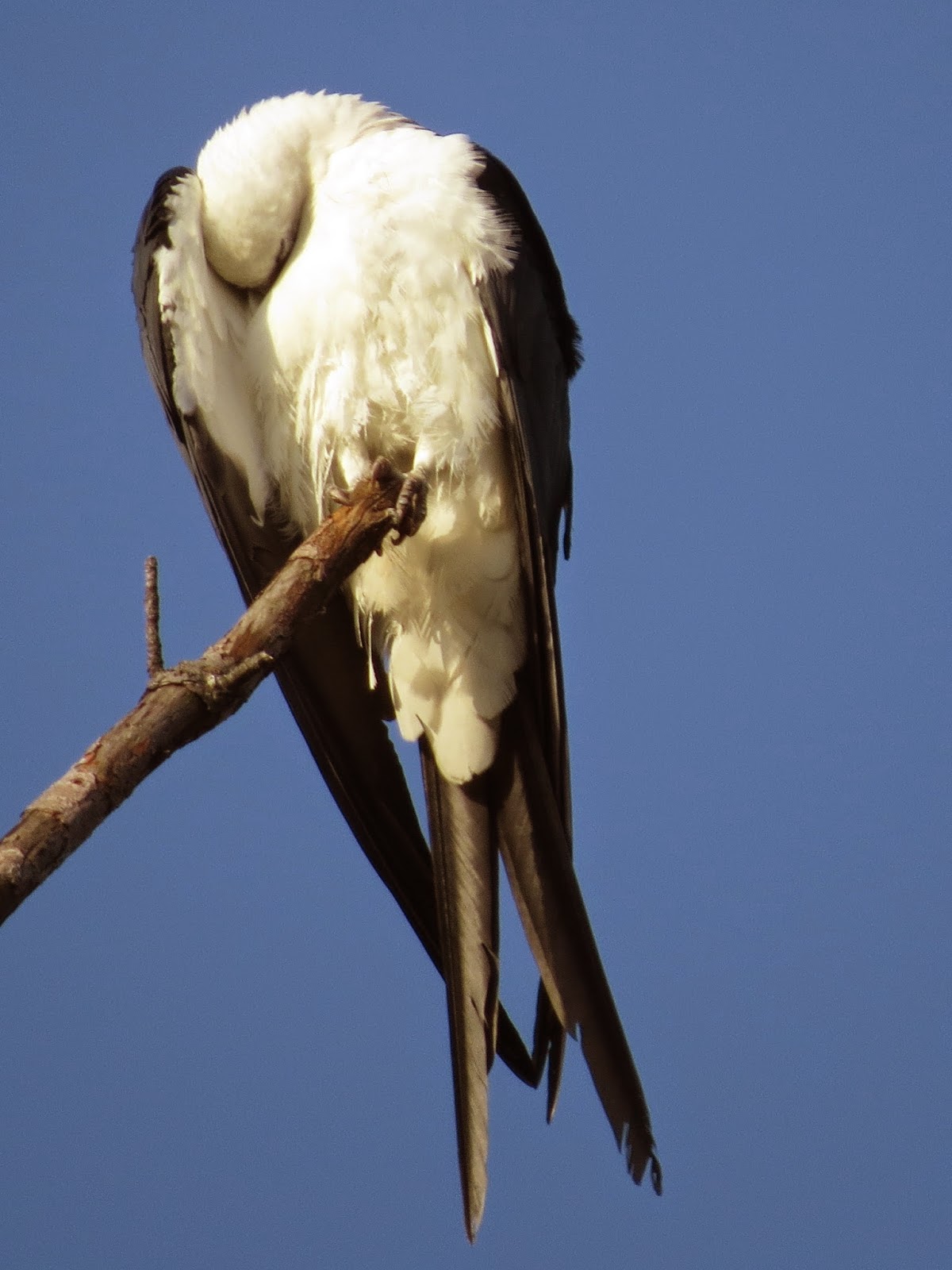 SE Texas Birding & Wildlife Watching Crosby Kites