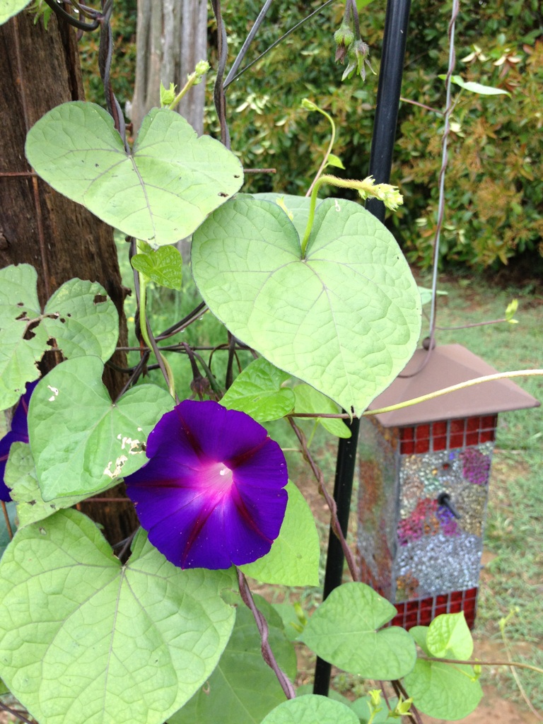 Shabby Olde Potting Shed Morning Glory At The Potting Shed