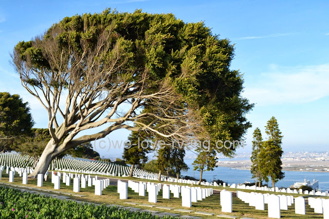 A windblown tree stands guard over the cemetery overlooking the San Diego Bay