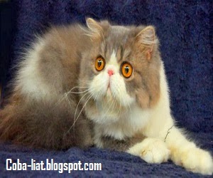 jenis kucing persia jenis kucing persia