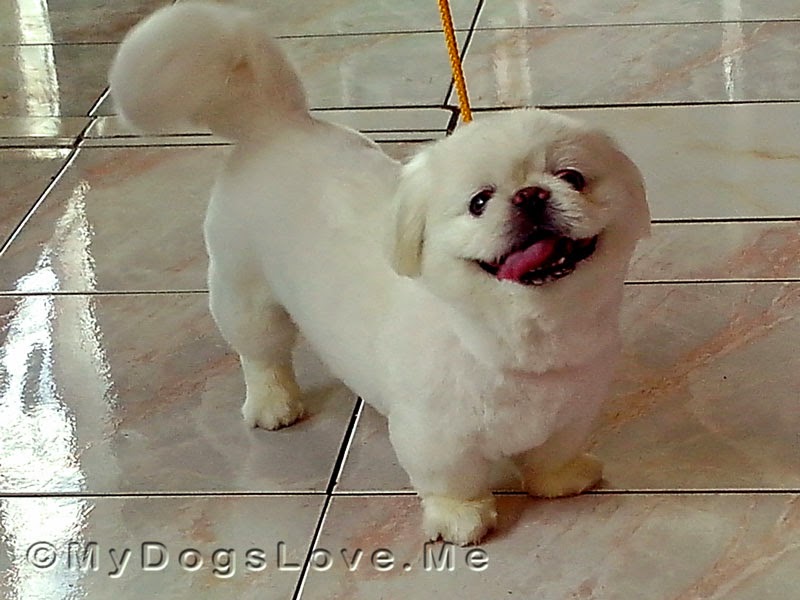 pekingese grooming cuts