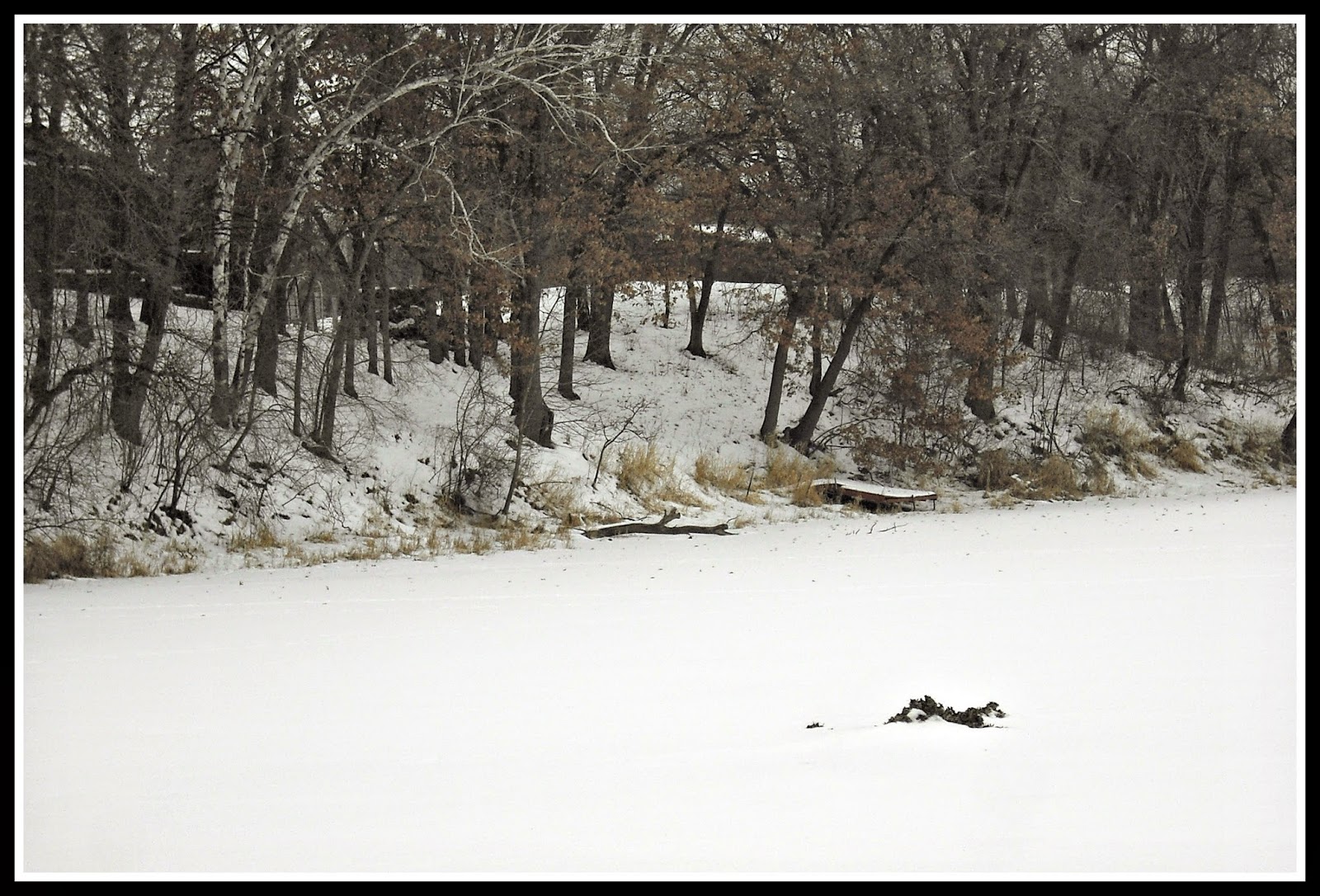 Reflections from Bon Bon Pond Muskrats in Winter
