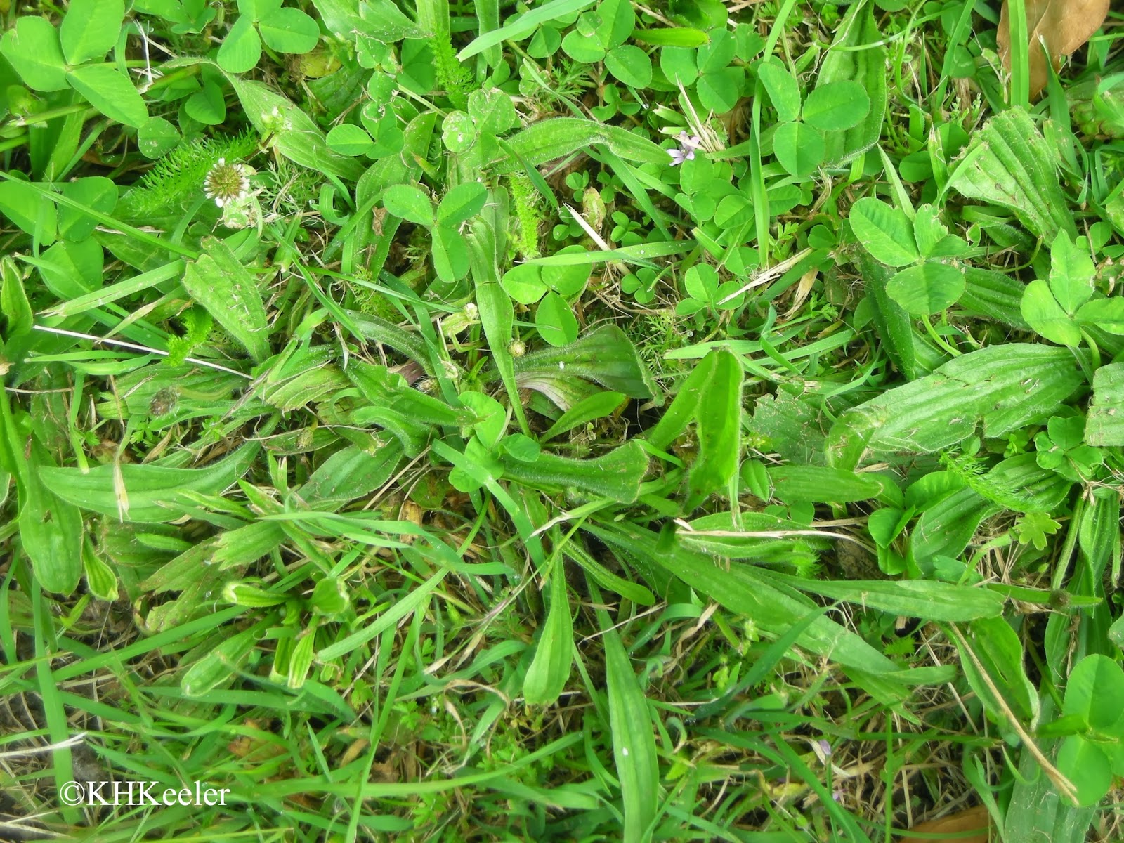A Wandering Botanist Plant Story Plantains (Plantago), Tracking Your