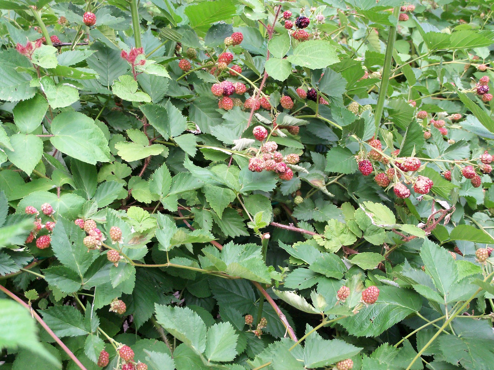 Beyond The Garden Gate Tales from the berry patch