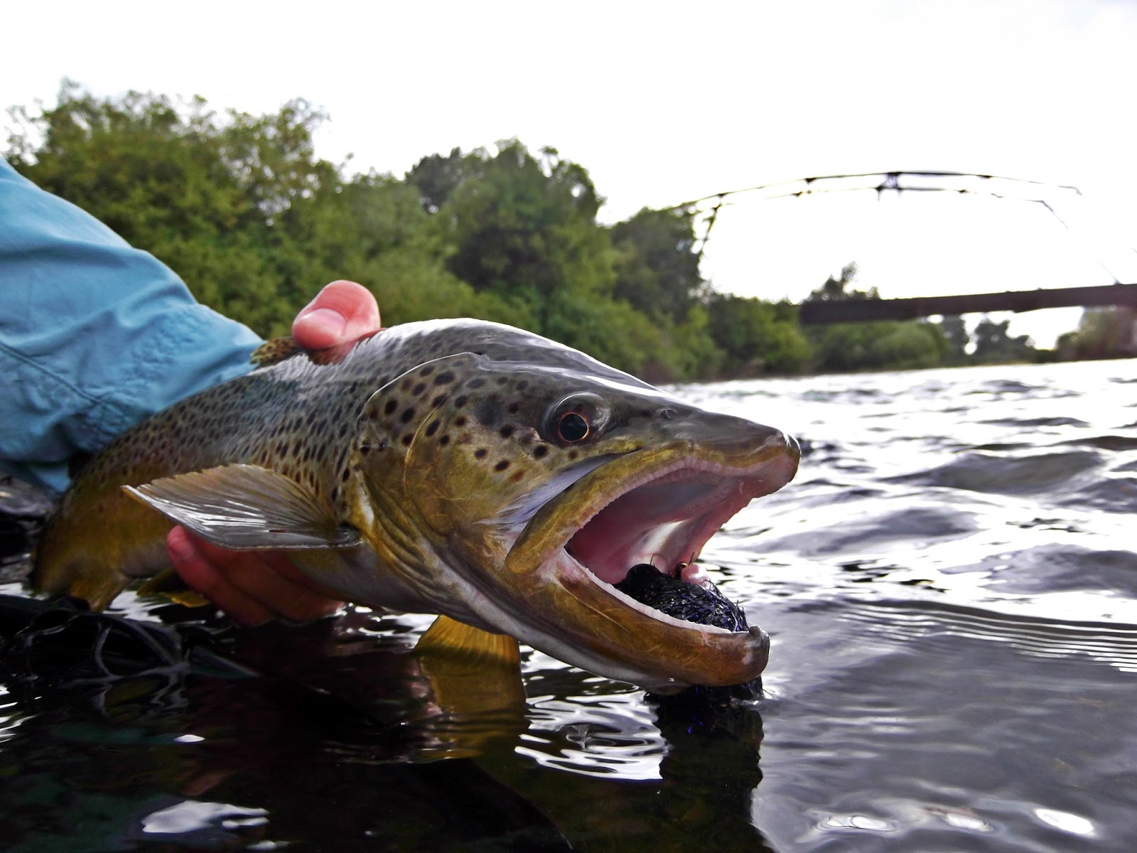Central Pa Trout Bum