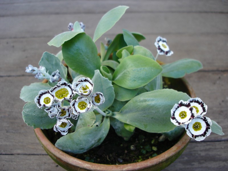 How To Grow Auriculas From Seed Garden How