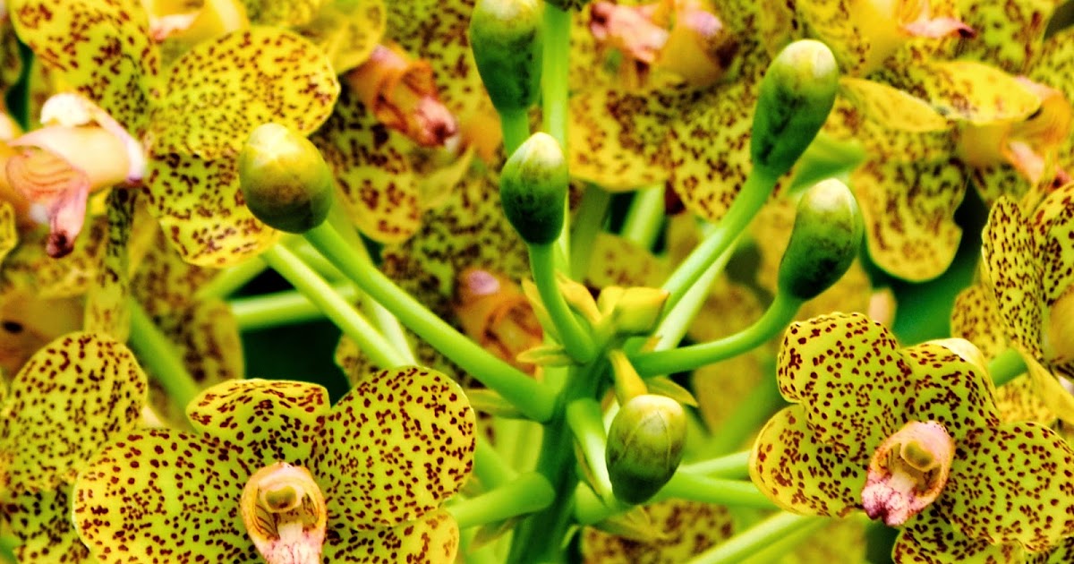 Bunga Orkid Bunga Orkid Harimau