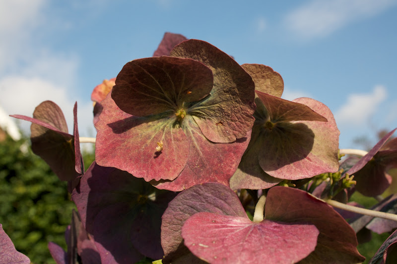 Countryliv: hortensia og haveplan