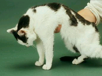 What Can Cause Low Potassium In Dogs What Can Cause Low Potassium In Dogs