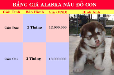 PôPô Alaska: Chuyên bán chó alaska con đản bảo chất lượng sinh sản tại nhà - 3