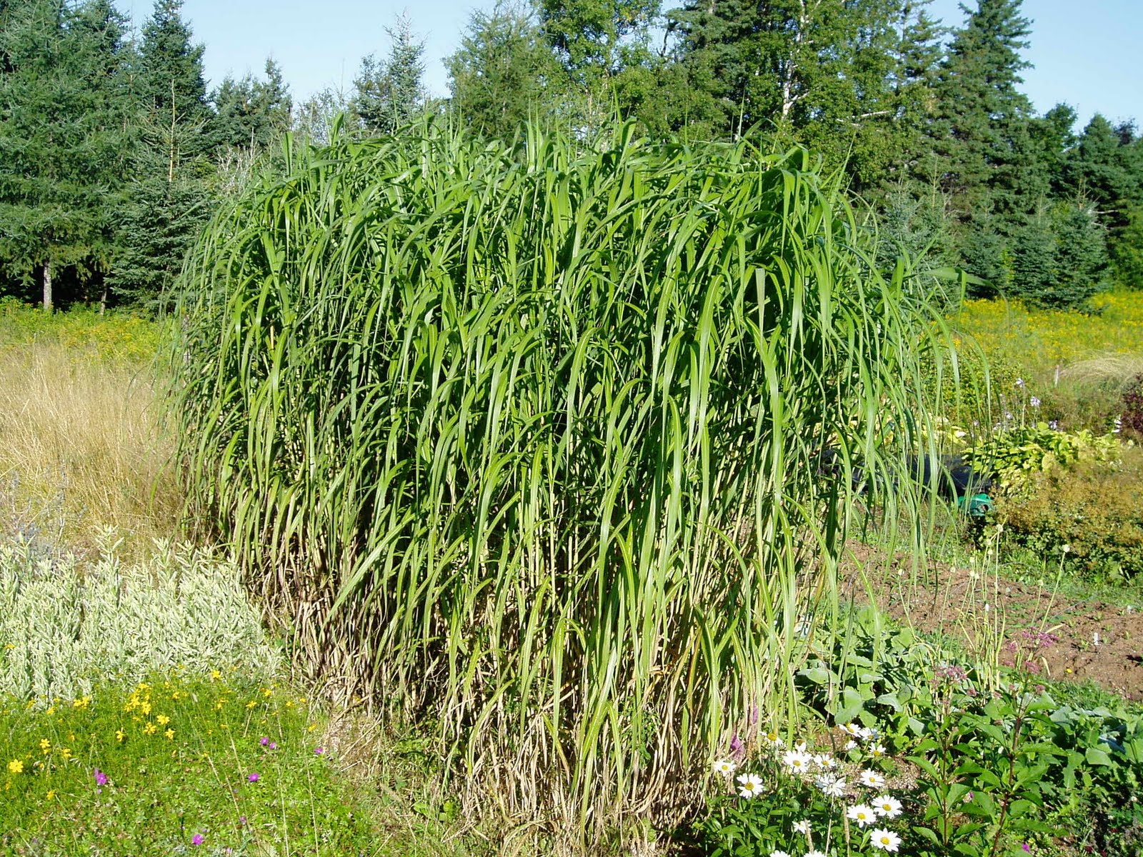 Lovegrass Farm Miscanthus Giganteus Ornamental Grass at Lovegrass Farm on P.E.I.