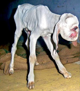 Kambing Bermata Satu di India