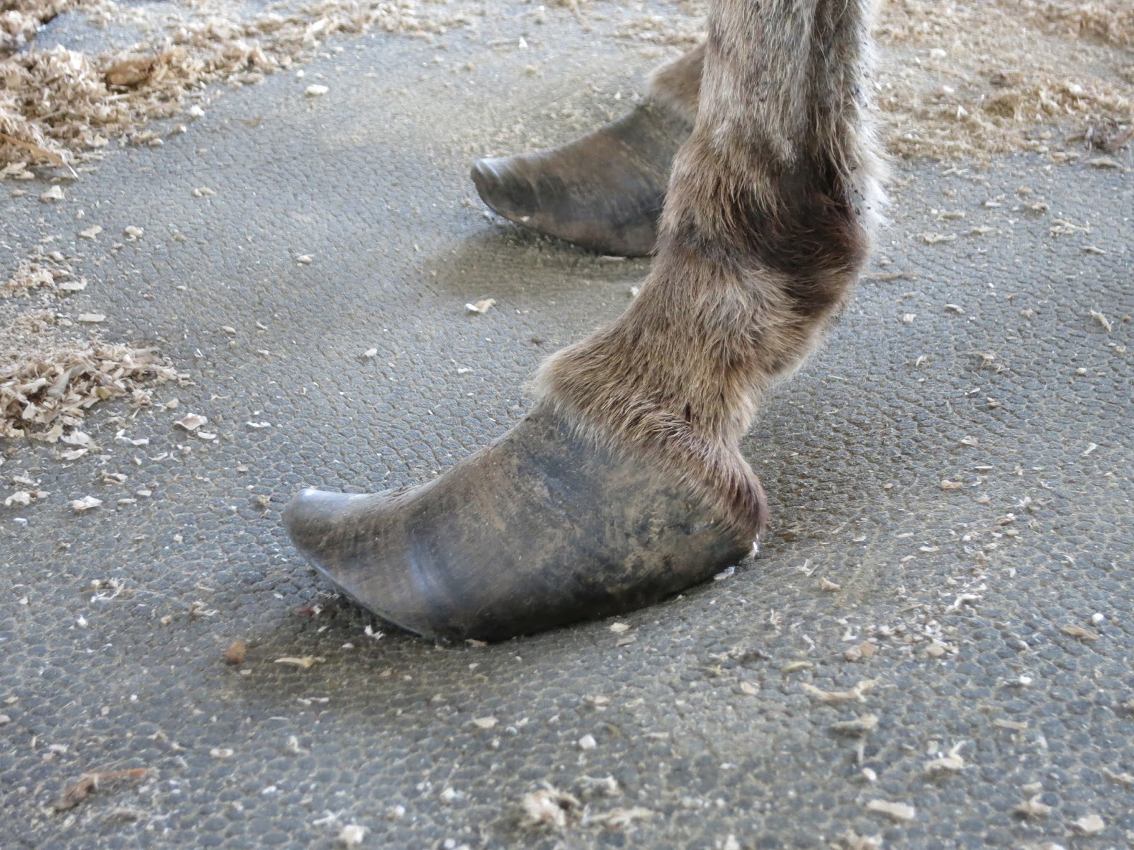 The Dancing Donkey Hoof Clinic part one