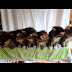 Perfectly Synchronized Kittens (Video)